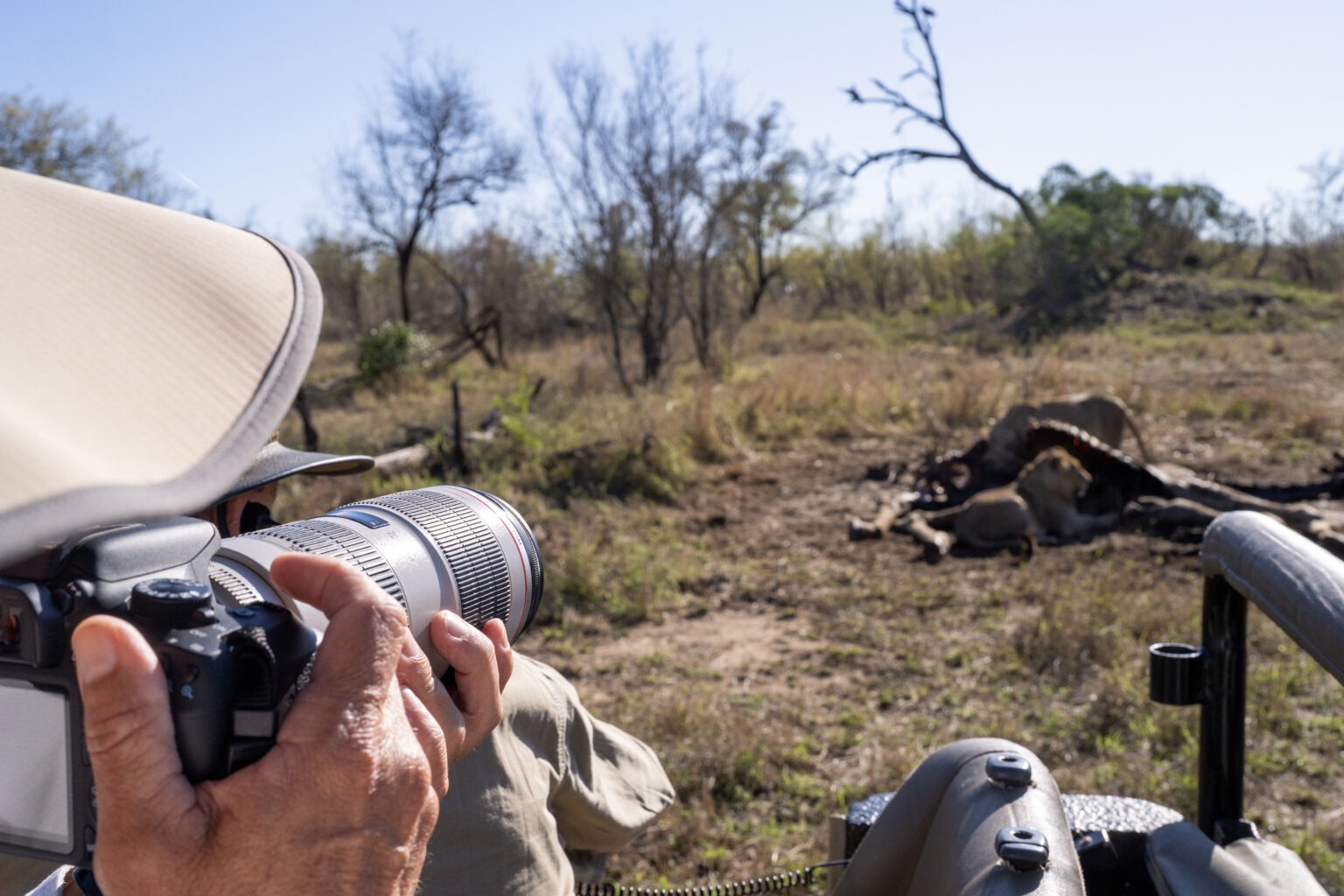 An amateur photographer and International Academy of Trial Lawyers fellow photographs a lion pride on safari at Mala Mala Game Reserve, South Africa — captured by professional photographer David Scarola.