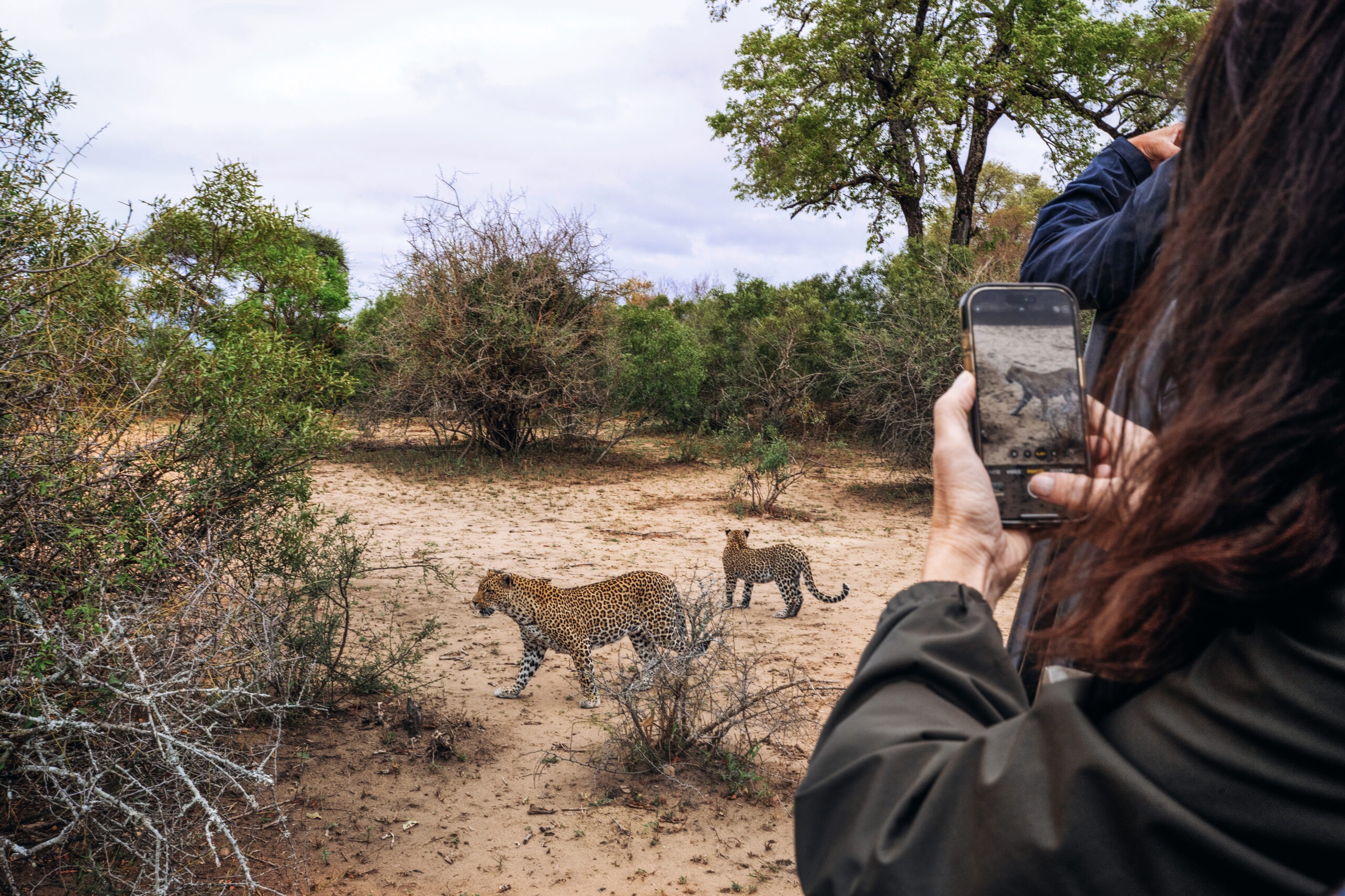 An International Academy of Trial Lawyers fellow films a leopard mother and cub on safari at Mala Mala Game Reserve, South Africa — a breathtaking encounter captured by photographer David Scarola.Mala Mala Game Reserve photography, leopard mother and cub South Africa, safari photography, International Academy of Trial Lawyers safari, David Scarola Photography, global event photographer, luxury adventure photography, wildlife expedition photographer, Sabi Sands photography, behind-the-scenes safari photo, professional travel photographer, nature documentary photography, fine art safari imagery.